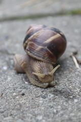 snail on a stone