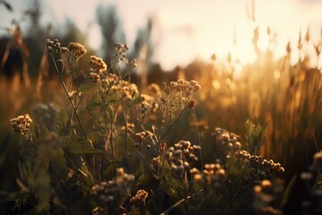 Photo of flowers in the field during golden hour
