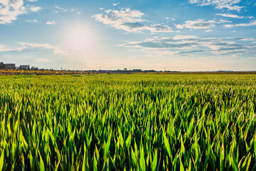 primavera in Salento, campo di grano verde prima del tramonto - Puglia, Taranto, Lizzano, Italy
