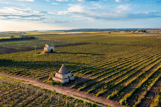 trullo in un vigneto in primavera, Lizzano, Puglia, Salento, Italy