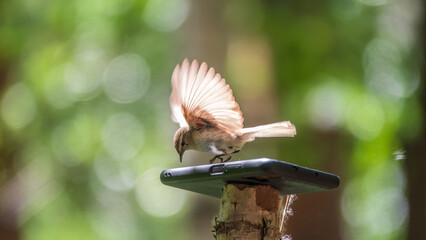 Common chiffchaff, lat. phylloscopus collybita, sitting on branch of bush in spring and looking for food
