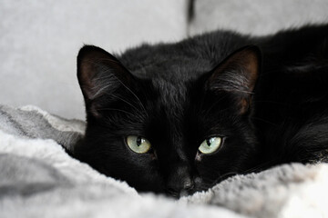 Cozy black cat