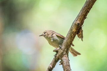 Common chiffchaff, lat. phylloscopus collybita, sitting on branch of bush in spring and looking for food