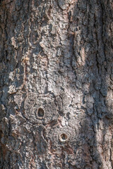Bark texture and background of a old fir tree trunk. Detailed bark texture. Natural background