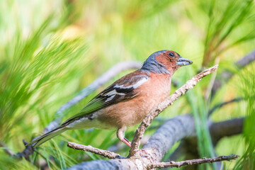 Common chaffinch, Fringilla coelebs, sits on a branch in spring on green background. Common chaffinch in wildlife.