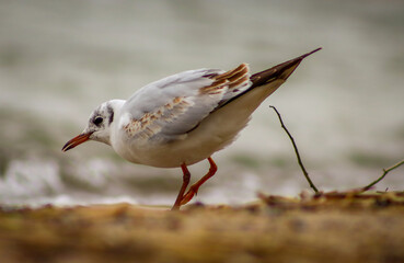 closeup of a seagull in the sand