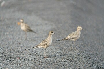 Birds walking side by side on an asphalt ground, enjoying an outdoors stroll together