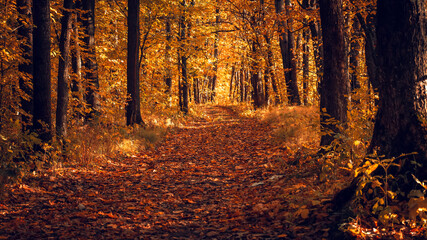 Autumn forest road leaves fall in ground landscape on autumnal background in november.