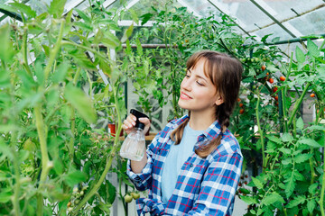 Young woman spraying nature fertilizer, mature to a tomato plants in the greenhouse. Organic food growing and gardening. Eco friendly care of vegetables. The concept of food self-sufficiency