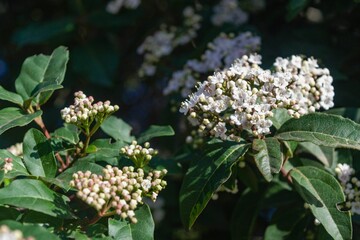a cluster of white flowers on a tree next to leaves