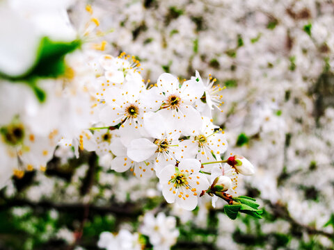 cherry blossom macro photography with beautiful bokeh, spring wallpaper for design and decoration