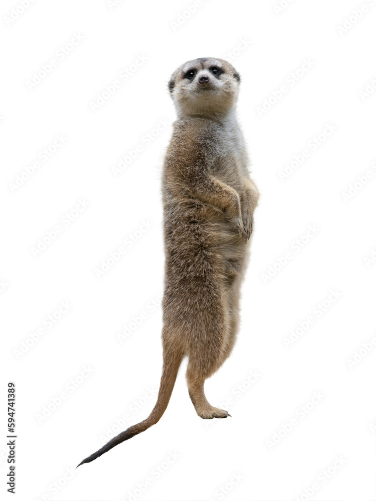 Poster standing meerkat isolated on white background