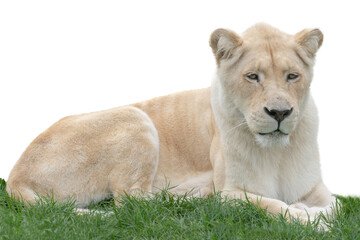 Fototapeta na wymiar white lioness lying on green grass isolated on white background