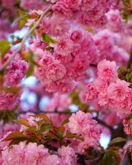 pink blossom