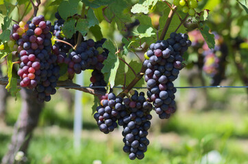 grapes of black vine