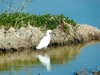 Kranich in Maspalomas - Gran Canaria