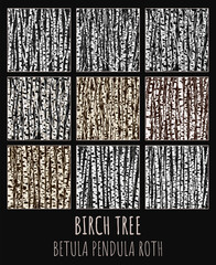 Birch grove vector illustration set. Betula pendula Roth is the Latin name for birch. Birch trees background for you design.
