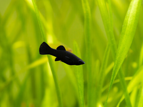 Black molly (Poecilia Sphenops) swimming on a fish tank with blurred background