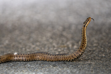 Common European Viper, Vipera berus, Bieszczady Mountains, Carpathians, Poland.