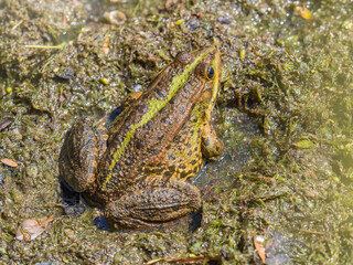 A large green frog sits in the marsh.