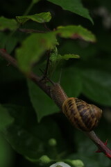 snail