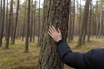 Female's hand lovingly placed on the trunk of a tree in a forest