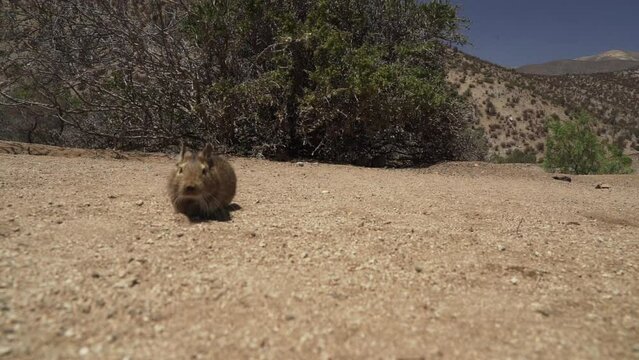 slow motion of cute little Degus, Octodon, rodents native to South America. Group of Degu sitting at their den in the arid landscape of the atacama desert in Chile at chinchilla sanctuary.
