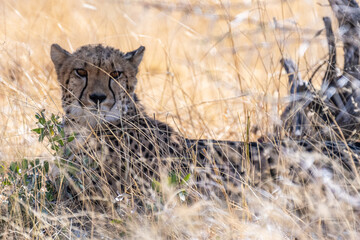 Telephoto show of a cheeta hiding in the bushes in Etosha National Park, Namibia.