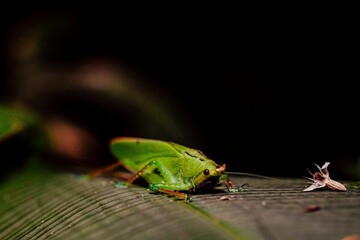 Small, bright green Gampsocleis buergeri insect on a piece of leaf in a natural outdoor environment