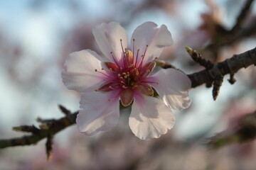 Closeup of a pink cherry blossom flower on the branch