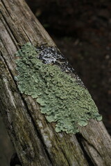 lichen