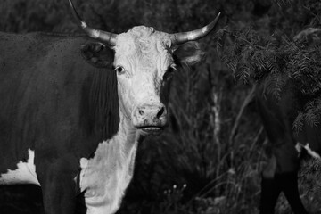 Horned Hereford cow portrait in black and white on Texas ranch closeup.