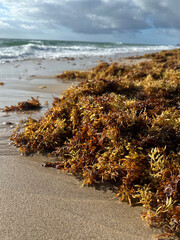red seaweed on beach