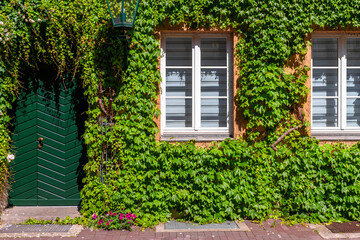 Fototapeta na wymiar Small old traditional uk retro house facade door window wall entrance porch overgrown green ivy creeper plant and flower gardening design. Vintage cottage country english style building europe summer