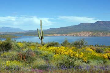 2023 super bloom of native wildflowers at Theodore Roosevelt Lake in Tonto National Forest - obrazy, fototapety, plakaty