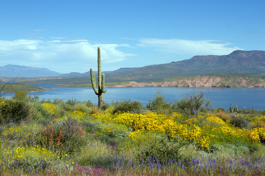 2023 super bloom of native wildflowers at Theodore Roosevelt Lake in Tonto National Forest