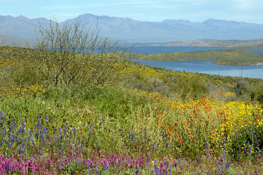 2023 super bloom of native wildflowers at Theodore Roosevelt Lake in Tonto National Forest