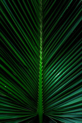 palm leaf texture background, Palm leaves pattern. Generative AI.