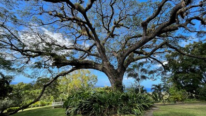 Obraz premium Saman tree in St Kitts Garden