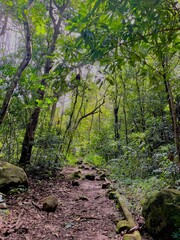 tropical Rainforest in St Kitts