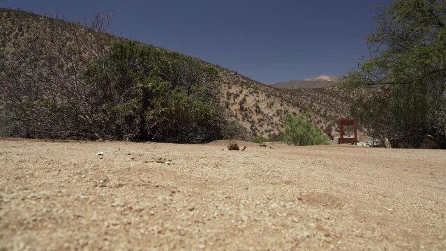 slow motion of cute little Degus, Octodon, rodents native to South America. Group of Degu sitting at their den in the arid landscape of the atacama desert in Chile at chinchilla sanctuary.