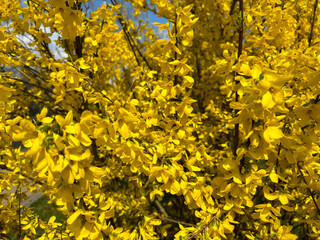 Yellow flowers.Close-up. Spring or summer background.