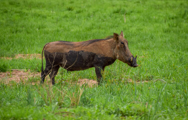 Naklejka na ściany i meble An adult warthog in a nature reserve in Zimbabwe.