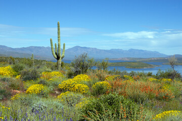 2023 Super Bloom and Theodore Roosevelt Lake in Tonto National Forest - obrazy, fototapety, plakaty