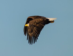 Bald eagle soaring through the blue sky