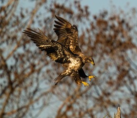 White-tailed eagle soars through the sky, wings spread wide in front of a lush backdrop of trees