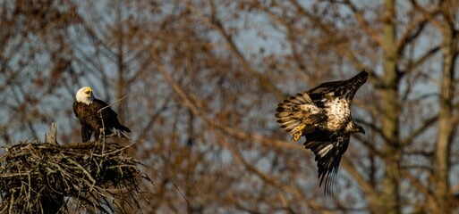 Eagles in flight above a nest made from natural materials
