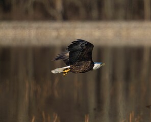 Majestic bald eagle is pictured in flight above a tranquil lake