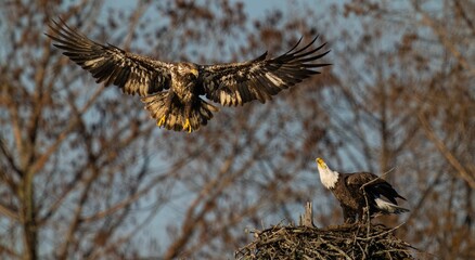 Eagles in flight above a nest made from natural materials