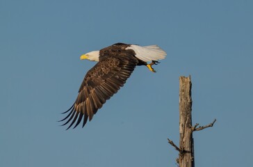 Outdoor wildlife scene featuring a bald eagle on a tree branch in its natural habitat